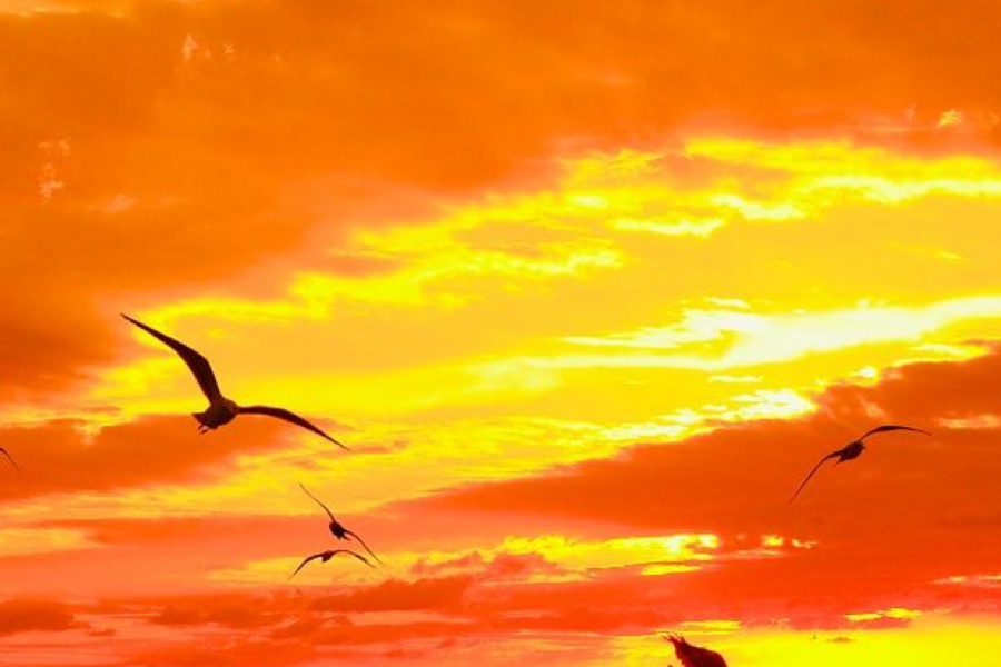 Top Page of THE MARMALADE SKY WEBSITE